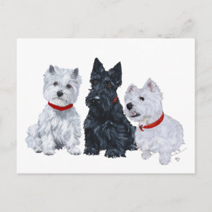 Carte Postale Westies and a Scottie Together