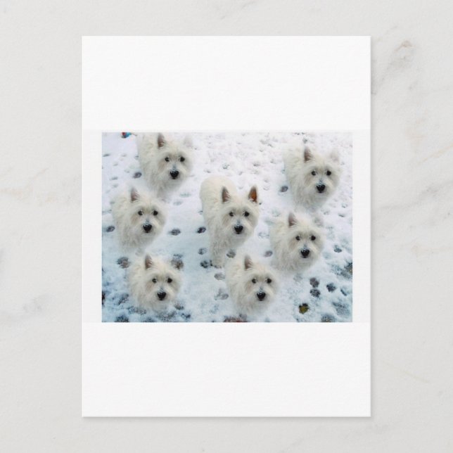 CARTE POSTALE WESTIES EN NEIGE (Devant)