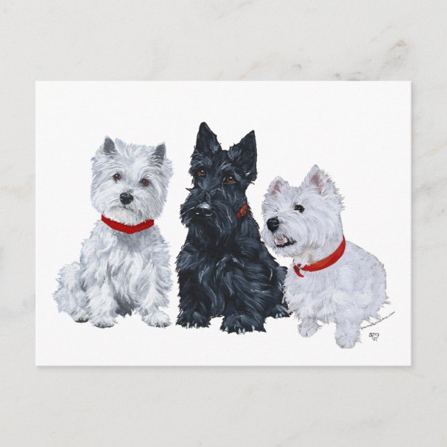 Carte Postale Westies et un Scottie ensemble (Devant)