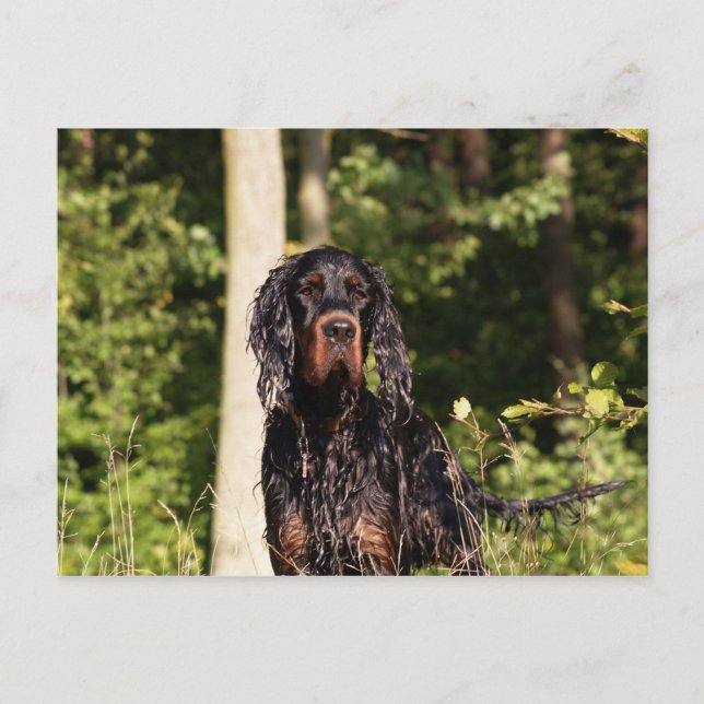 Carte postale Wet Gordon Setter (Devant)