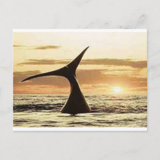 Carte Postale whale