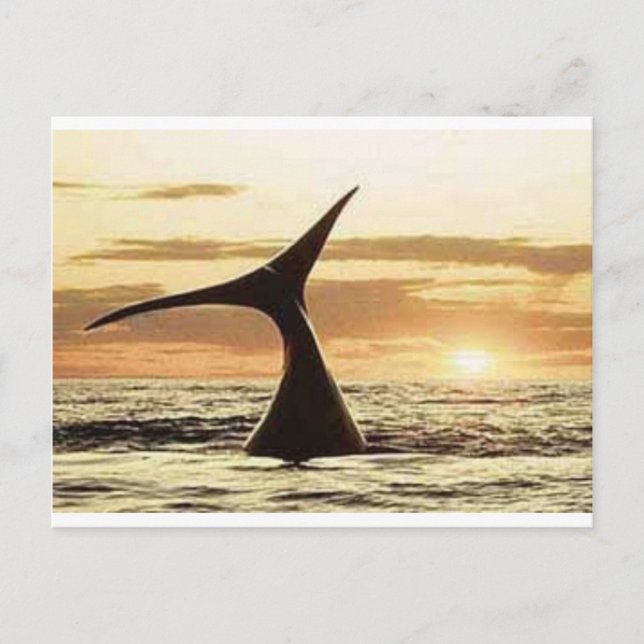 Carte Postale whale (Devant)