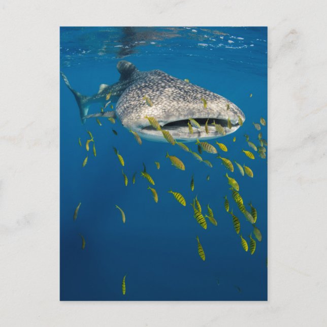 Carte Postale Whale Shark with fish, Indonésie (Devant)
