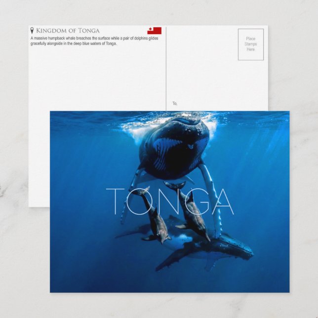 Carte Postale Whale watching, Tonga Travel Postcard (Devant / Derrière)