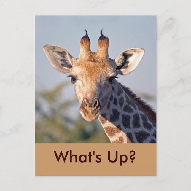 Carte Postale What's Up..Carte postale (Devant)