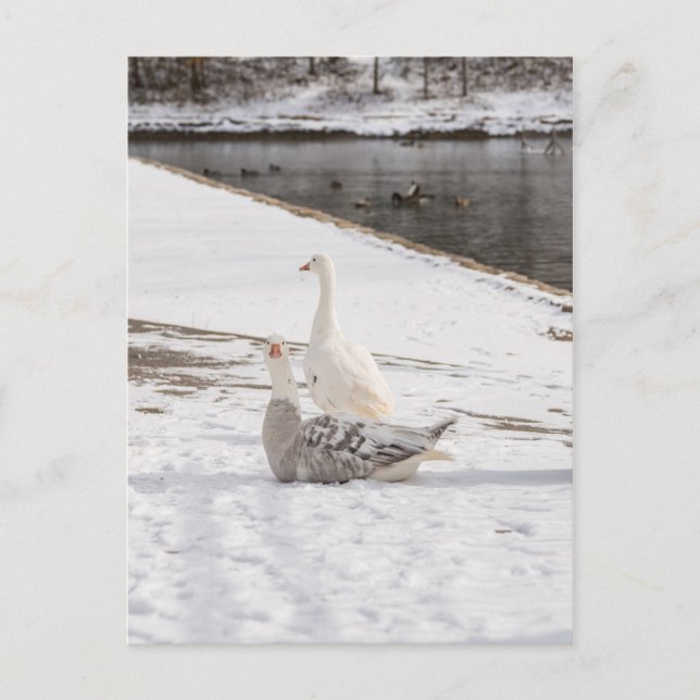 Carte Postale Whats Up Goose (Devant)