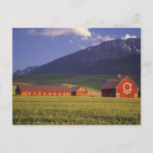 Carte Postale Wheat field in the Wallowa Valley, Just outside
