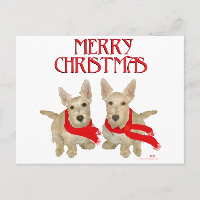 Carte Postale Wheaten Scottish Terrier Noël (Devant)