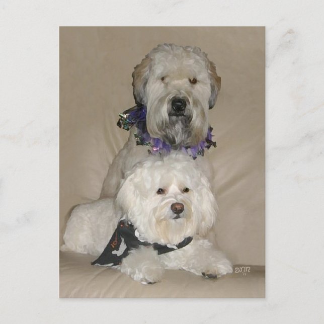 Carte Postale Wheaten Terrier et Havanais (Devant)