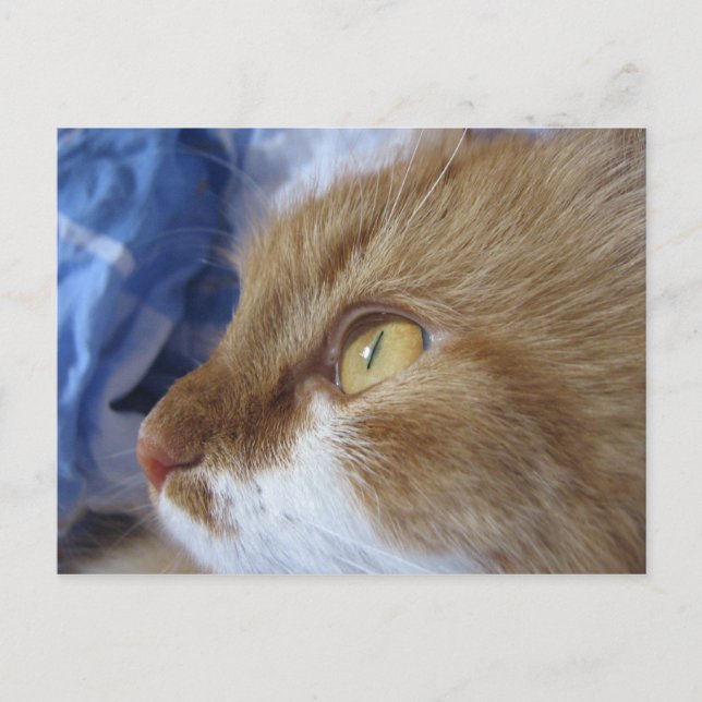 Carte Postale Where Are You Looking At ? (Devant)