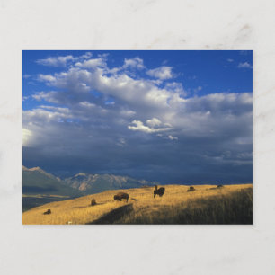 Carte Postale Where The Buffalo Roam