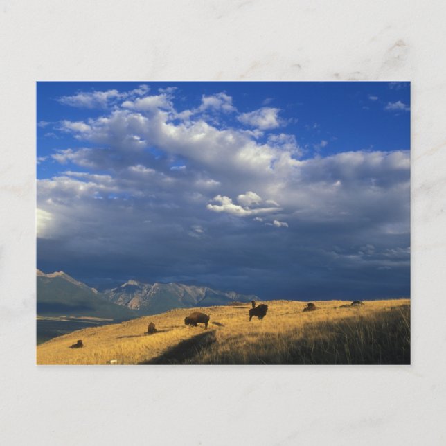 Carte Postale Where The Buffalo Roam (Devant)