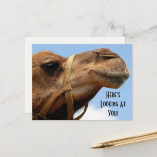 Carte Postale Whimsical "Here's Look At You" Camel Salutation