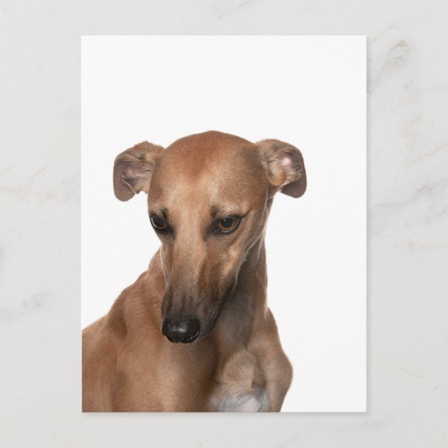 Carte Postale Whippet (Devant)