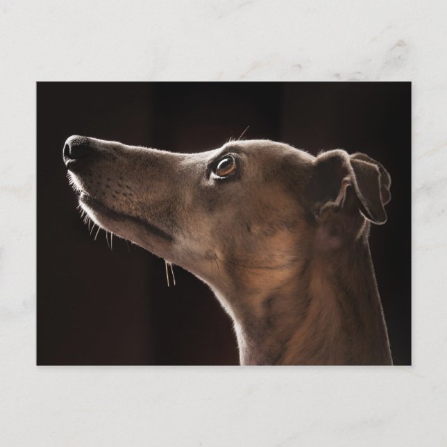 Carte Postale Whippet (Devant)