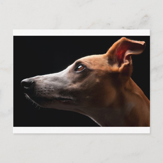 Carte Postale Whippet (Devant)