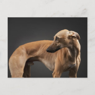Carte Postale Whippet