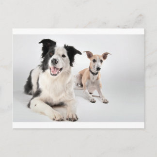 Carte Postale Whippet avec collie de bordure