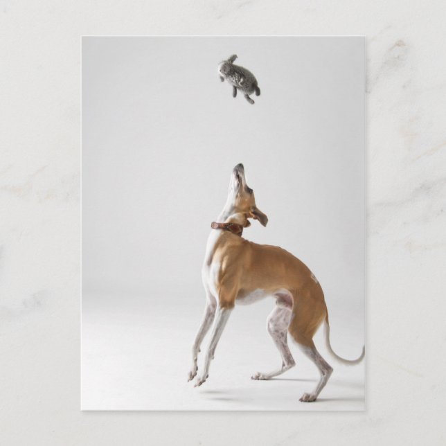 Carte Postale Whippet avec un jouet (Devant)