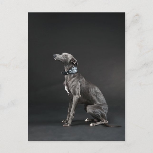 Carte Postale Whippet bleu (Devant)
