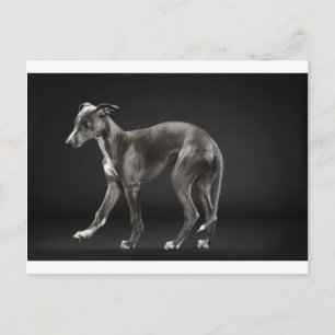 Carte Postale whippet bleu
