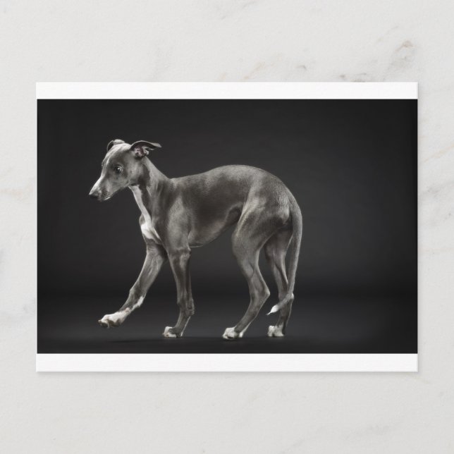 Carte Postale whippet bleu (Devant)