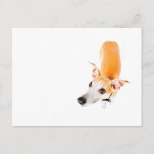 Carte Postale Whippet curieux
