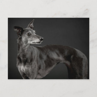 Carte Postale Whippet gris