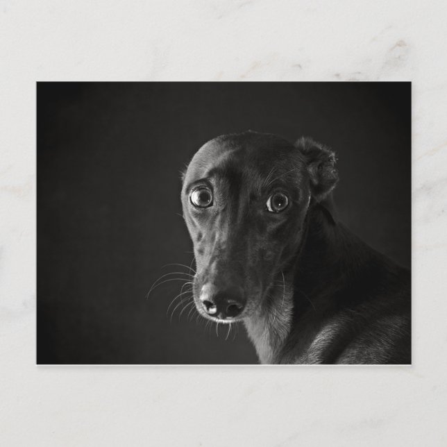 Carte Postale Whippet noir (Devant)