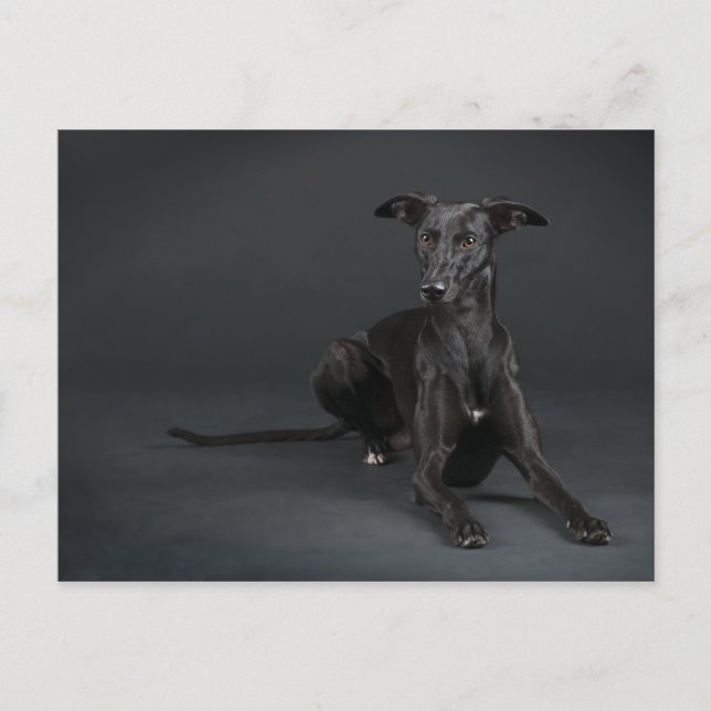 Carte Postale Whippet noir (Devant)
