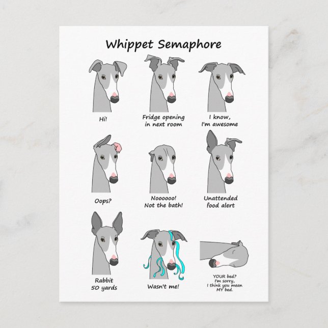 Carte Postale Whippet Semaphore (Devant)
