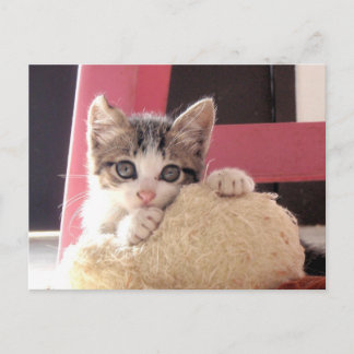 Carte Postale whiskies' kitten toy cat postcard