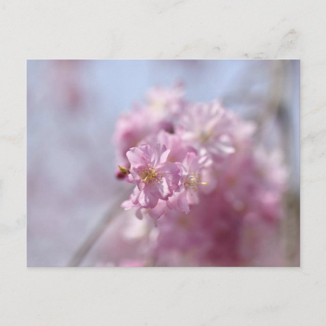 Carte Postale Whispers de Sakura doux (Devant)