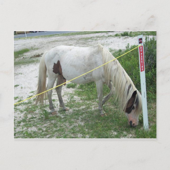 Carte Postale White Beach Pony (Devant)