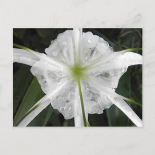 Carte Postale White Beach Spider Lily Lys Photo Fleur