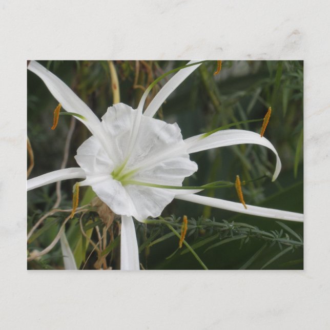 Carte Postale White Beach Spider Lily Lys Photo Fleur (Devant)