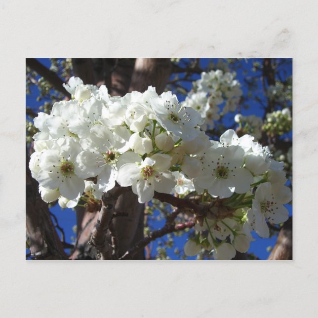 Carte Postale White Blossoms II (Devant)