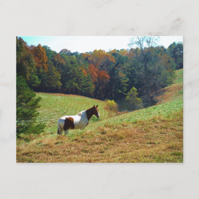 Carte Postale White & Brown horse, Autumn pond (Devant)