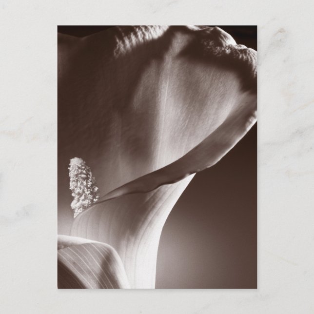 Carte Postale White Calla Lily Flower Black Background (Devant)