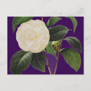 Carte Postale White Camellia
