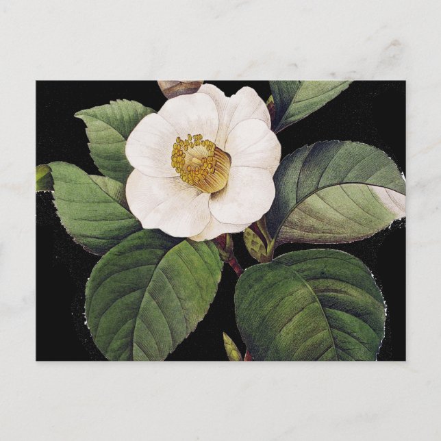 Carte Postale White Camellia (Devant)