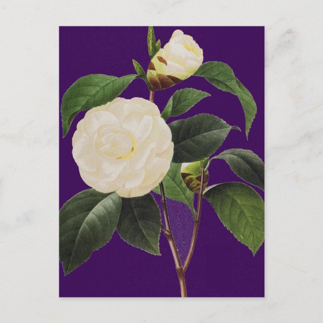 Carte Postale White Camellia (Devant)