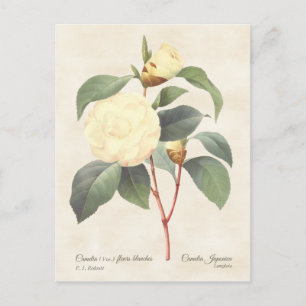 Carte Postale White Camellia Japonica Vintage Botanique