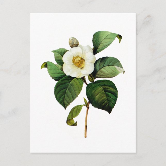 Carte Postale White Camellia par Pierre Joseph Redoute (Devant)