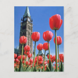 Carte Postale White Canadian Tulip Festival, Tour de la Paix ave