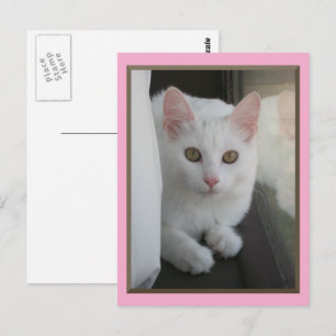 Carte postale White Cat Chillin