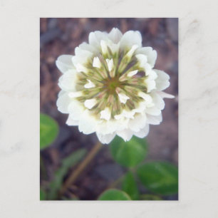Carte postale White Clover Blossom 1