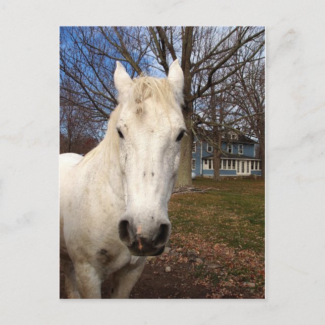 Carte Postale White Clydesdale (Devant)