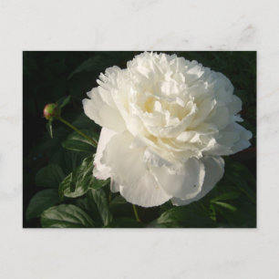 Carte postale White Double Peonies