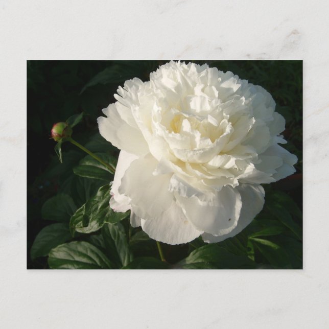 Carte postale White Double Peonies (Devant)